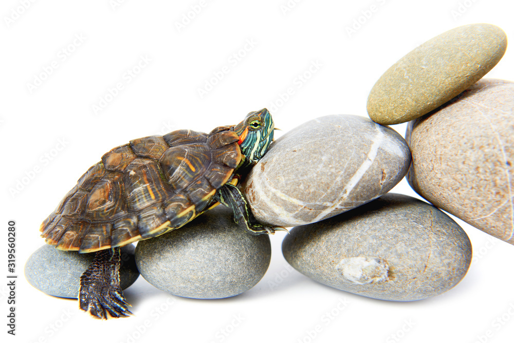 Fototapeta premium Turtle climbing up the steps. Concept isolated on white background