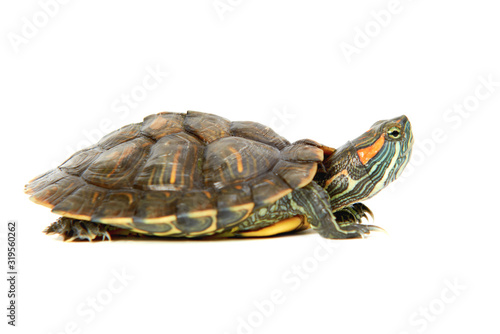 Red ear turtle isolated on white background