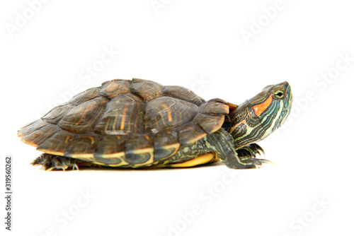Red ear turtle isolated on white background photo