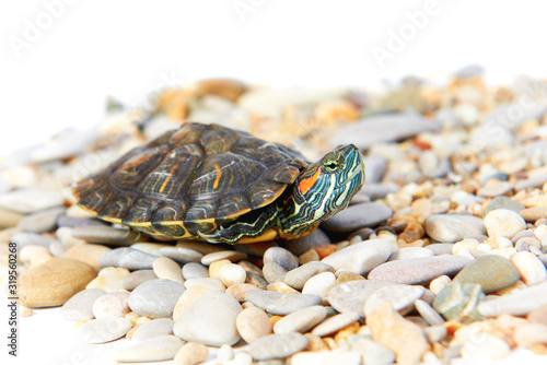 Sea turtle on the sand with isolated white background