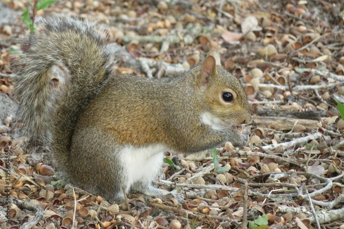 Gray american squirrel eating acorn in Florida wild  closeup
