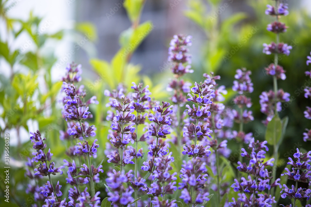 Fototapeta premium Salvia pratensis , meadow clary or meadow sage purple flowers in meadow in garden in summer. Collection of medicinal plants during flowering in summer and spring. Medicinal herbs. self-medication.