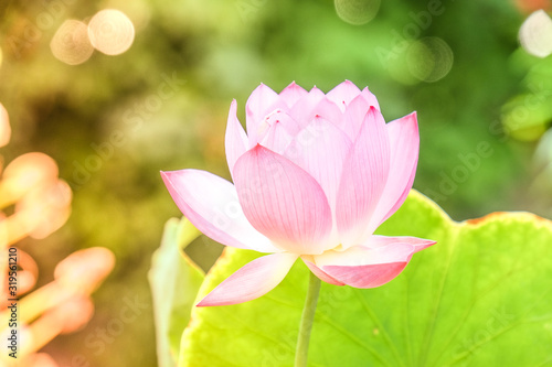 Delicate mini lotus flower against green background with sunset light and great bokeh