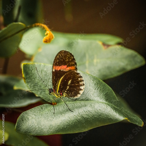 butterfliy on flowers photo