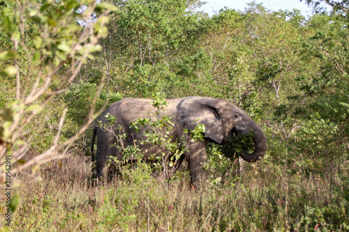 elephant in Ghana