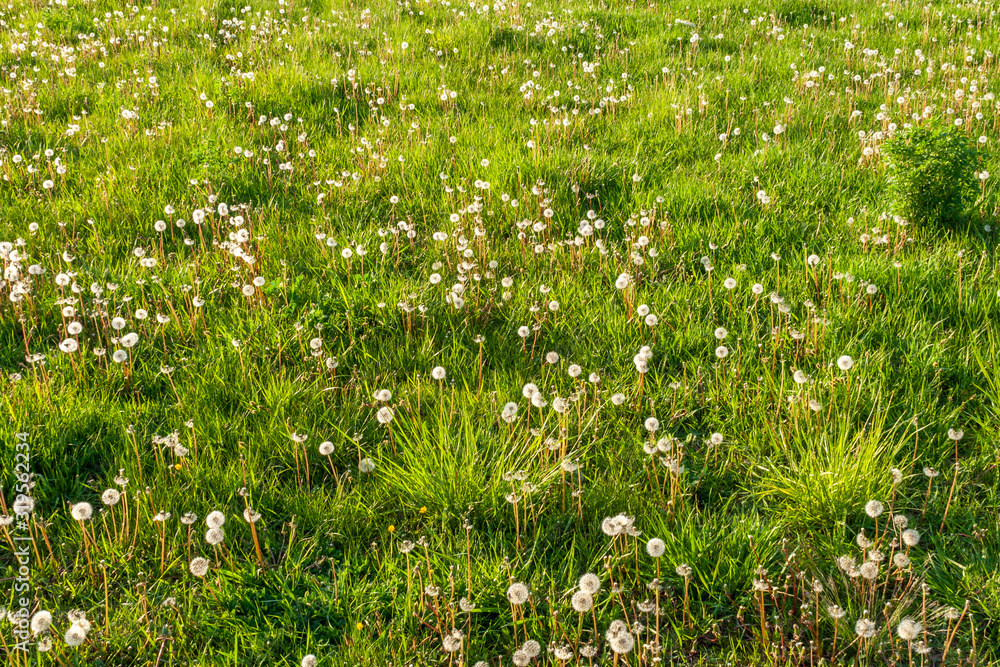 Field of dandelions Field of dandelions