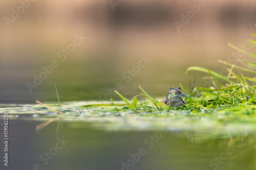 frog on green pond © Marc Andreu
