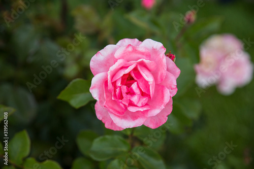 pink rose in garden