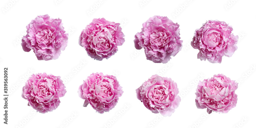 Pink large peony isolated on a white background