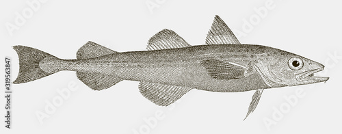 Alaska pollock gadus chalcogrammus, a highly commercial food fish from the North Pacific Ocean in side view