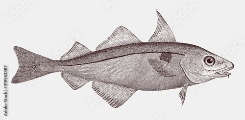 Threatened haddock melanogrammus aeglefinus, highly commercial food fish from the Northeast Atlantic Ocean photo