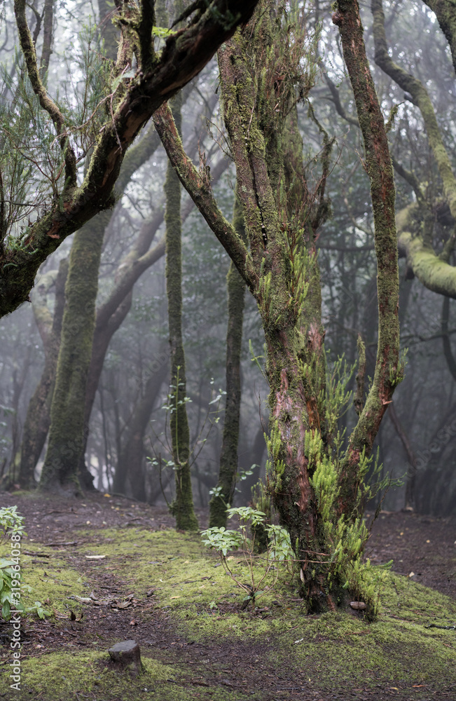 Misty scary forest in Anaga Natural Park . Tenerife. Green and brown tones. Background