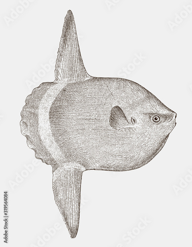 Threatened ocean sunfish or common mola, a poisonous bony fish in side view