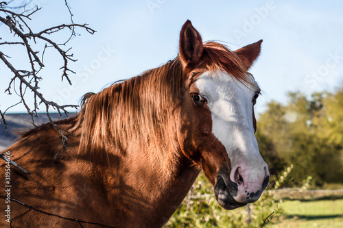 Red horse with white streaked face and pretty but kind of spooked eyes with grass in its mouth behind branches but with blurred fence and trees behind