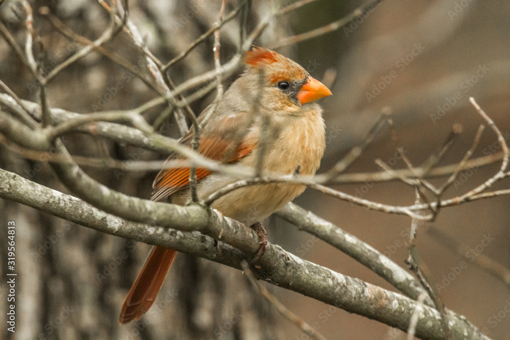 backyard birds backyard birds