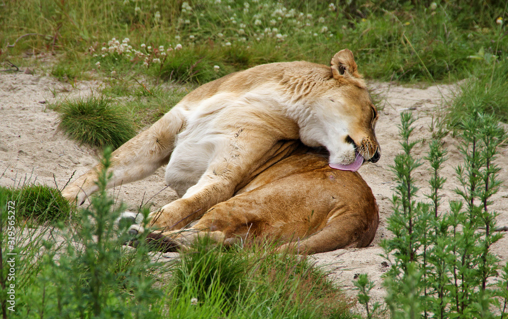 Fototapeta premium Lioness Cleaning Herself