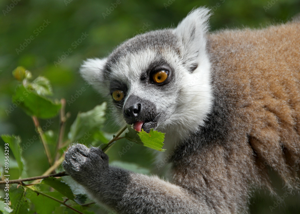 Obraz premium Lemur Feeding on a Twig