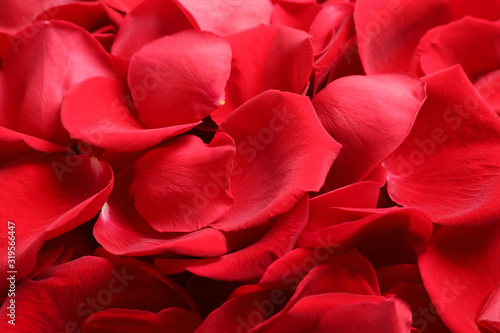 Fresh red rose petals as background  closeup
