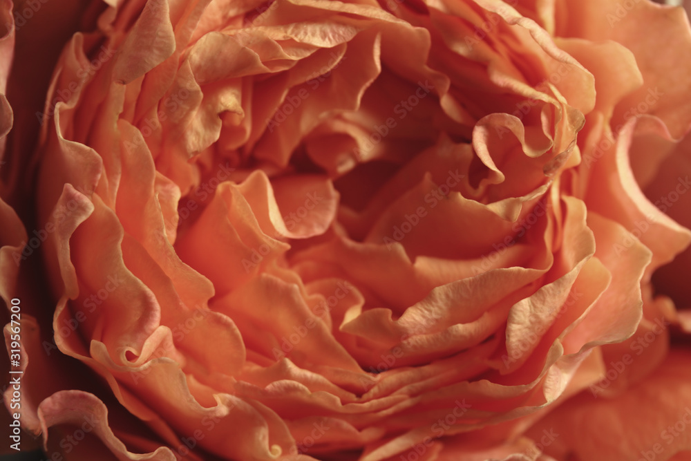 Beautiful rose as background, closeup. Floral card design with dark vintage effect Beautiful rose as background, closeup. Floral card design with dark vintage effect