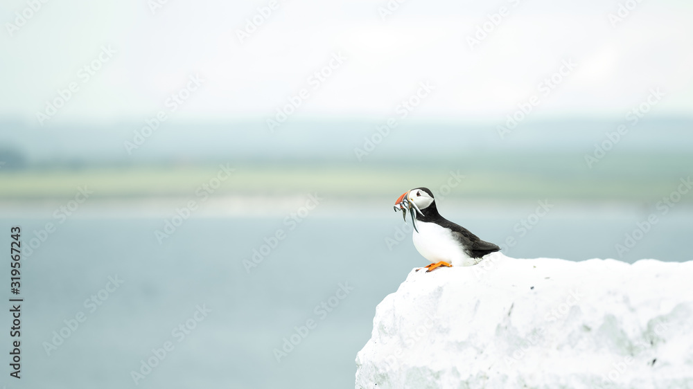 Fototapeta premium Northumberland Puffin