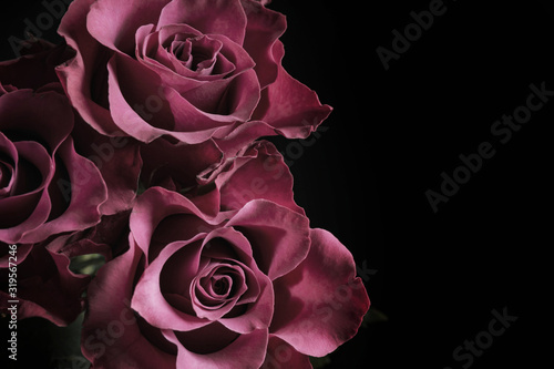 Beautiful roses on black background, space for text. Floral card design with dark vintage effect