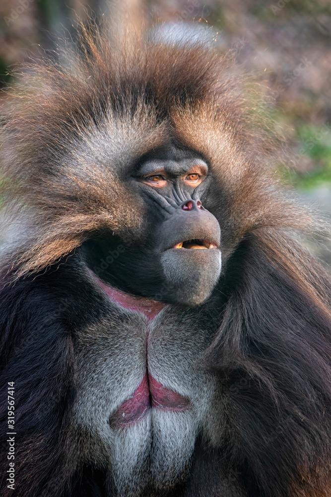 Gelada (Theropithecus gelada) Gelada (Theropithecus gelada)
