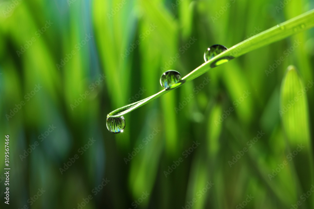 Water drops on grass blade against blurred background, closeup Water drops on grass blade against blurred background, closeup