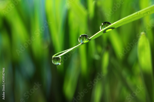 Water drops on grass blade against blurred background  closeup