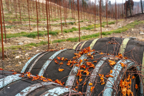 Dark vintage wine barrels with orange vibrant dry leaf vines climbing on them. St Claires vineyard, Prague in the background during fall season. Blue paint feeling of the brass around the barrels