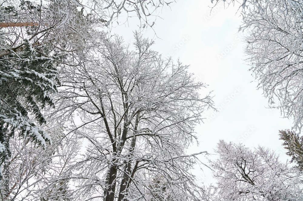 Winter pine forest under snow, beutiful snowy landscape Winter pine forest under snow, beutiful snowy landscape