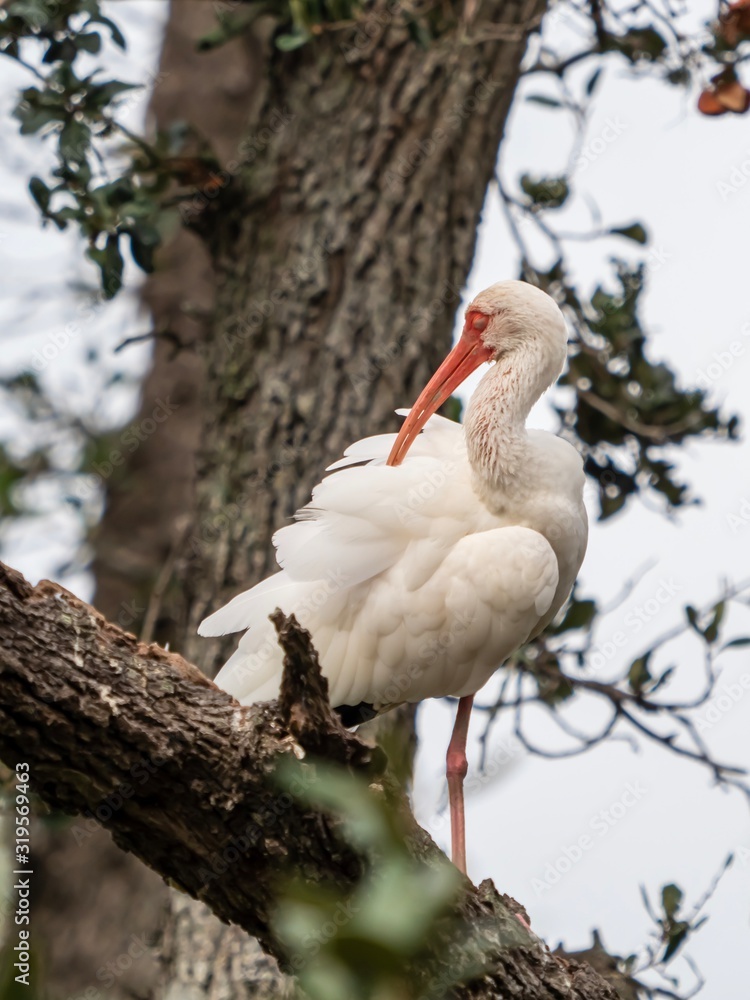 White pterodactyl bird perched on a tree with its feathers fluffed up and a tree background White pterodactyl bird perched on a tree with its feathers fluffed up and a tree background