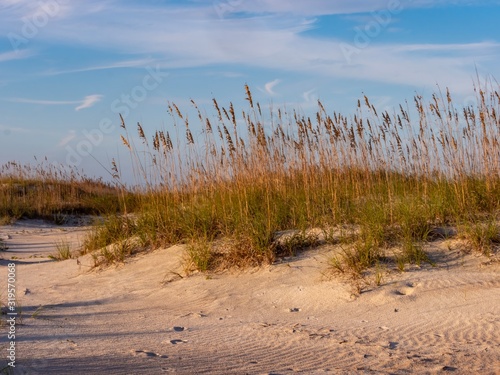 Sand dune at Anastasia State Park in St. Augustine, Florida with grasses and blue skies right before golden hour, making a beautiful nature landscape scene.