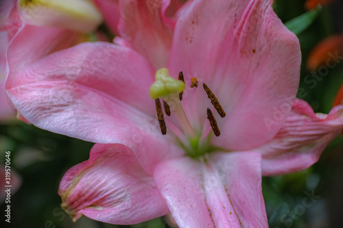 flower macro