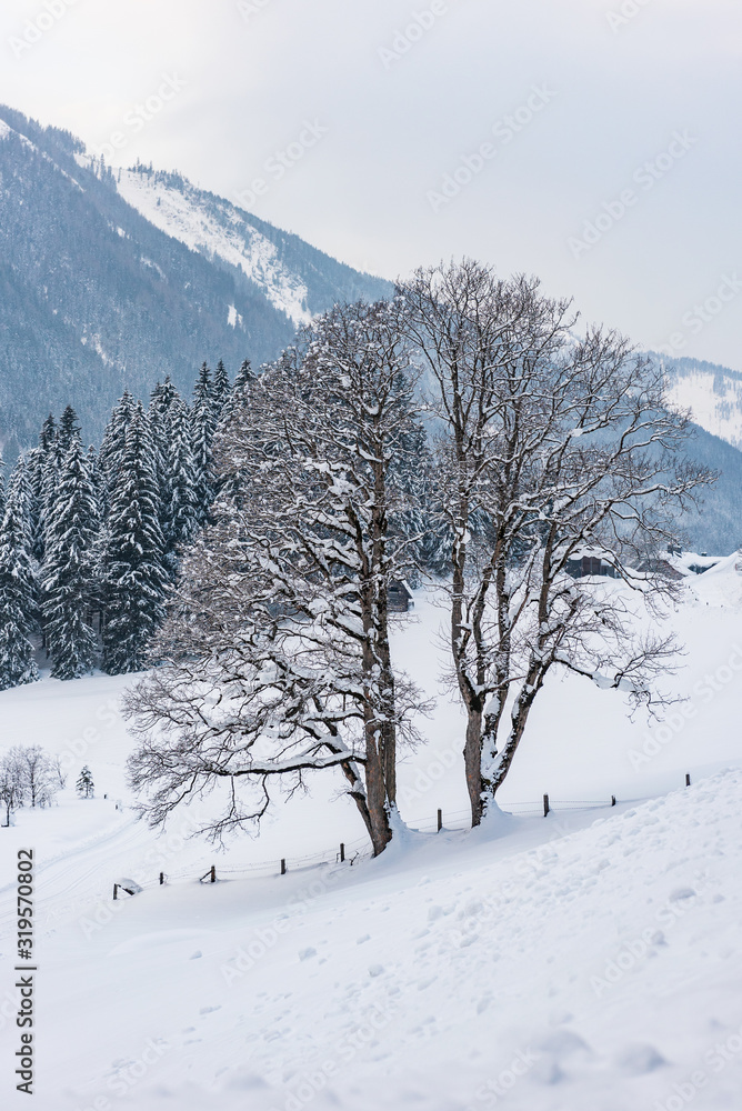 Twin trees and winter mountain landscape in the Alps. The hills, trees and mountains covered with snow.