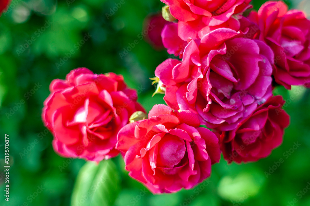 Close up shot of a red rose bush