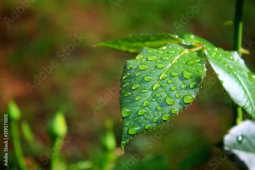 leaf with water drops