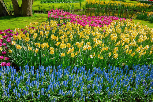 Flowerbed of narcissus and tulips