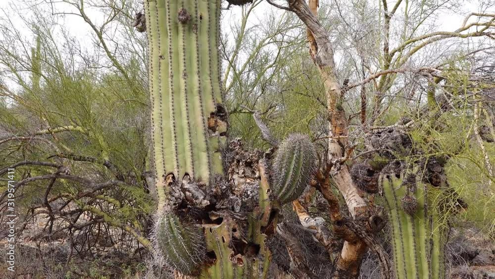 The death of large cacti Saguaro Cactus (Carnegiea gigantea) in the desert in Arizona, near Phoenix The death of large cacti Saguaro Cactus (Carnegiea gigantea) in the desert in Arizona, near Phoenix