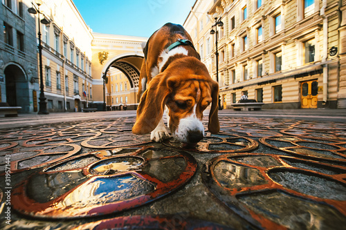 Obraz na plátně Active dog walking sniffing pavement between ancient buildings in city