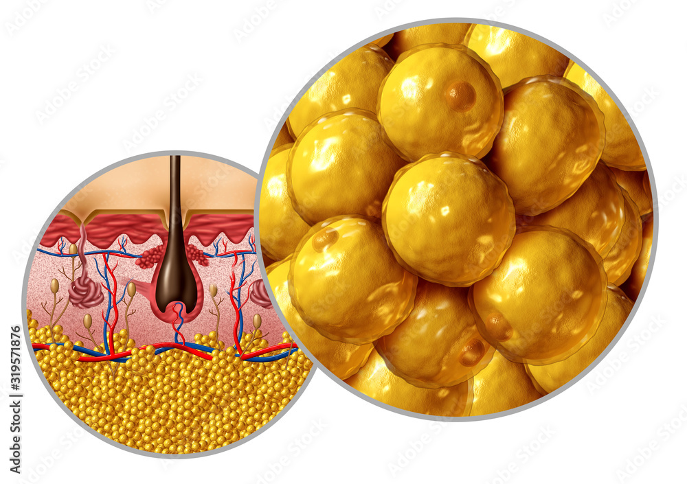 Fat Anatomy Diagram Stock Illustration Biology Diagrams