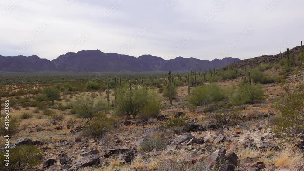 Large cacti in Arizona against a blue sky, desert landscape. Saguaro Cactuses (Carnegiea gigantea) in desert, USA Large cacti in Arizona against a blue sky, desert landscape. Saguaro Cactuses (Carnegiea gigantea) in desert, USA