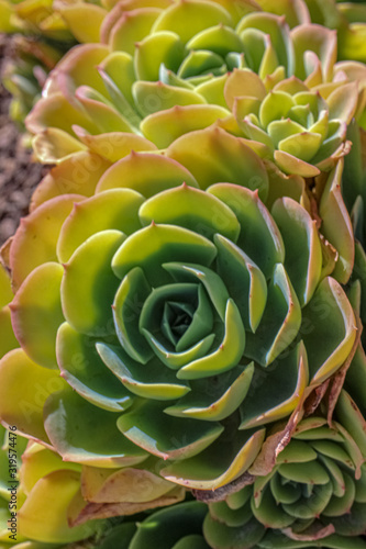 SUCCULENT 5