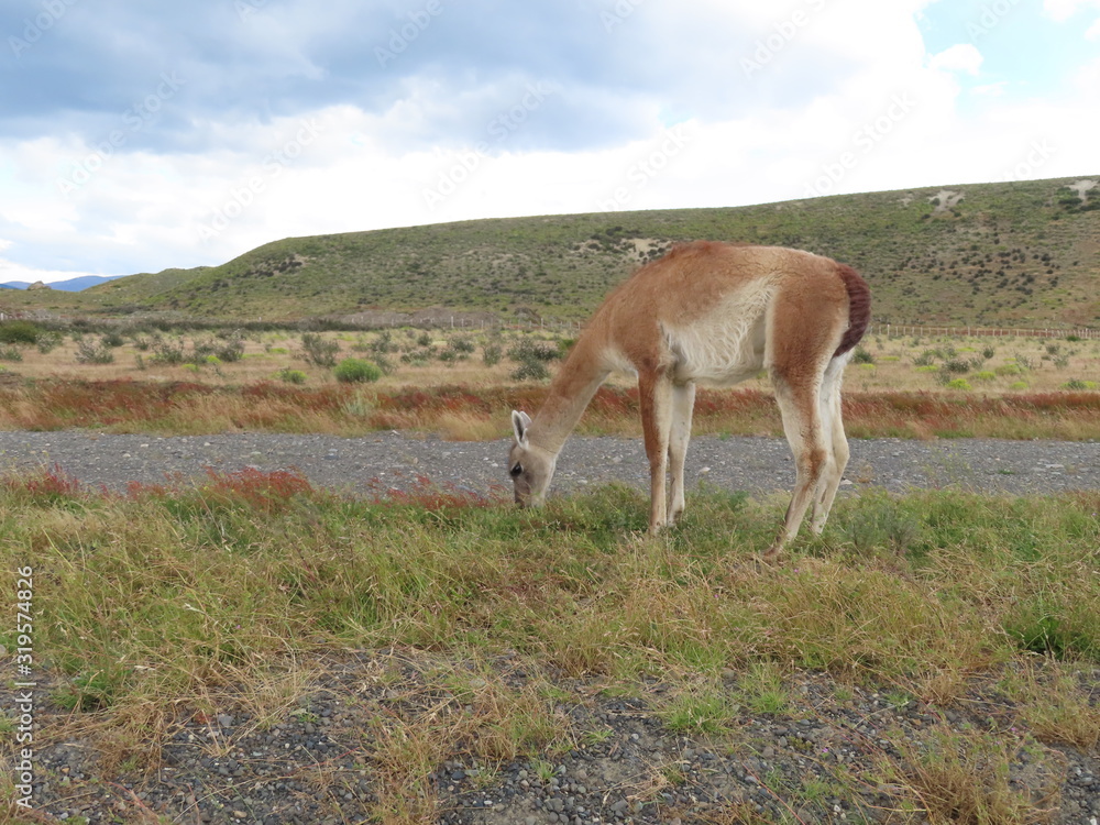 Naklejka premium Fauna - Torres del Paine