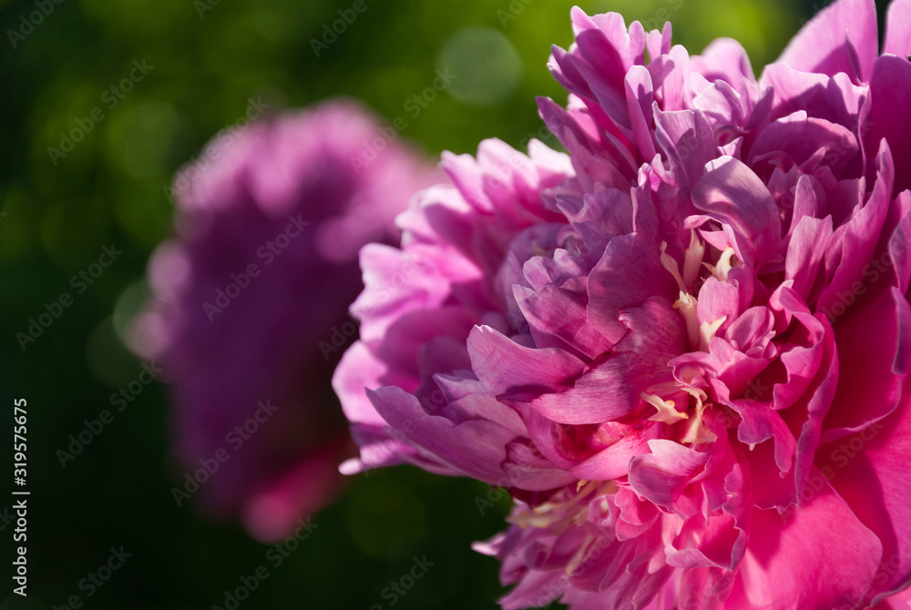 pink flower of peony, close-up, soft focus