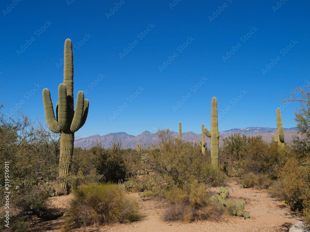 Scenic views of Saguaro National Park Scenic views of Saguaro National Park