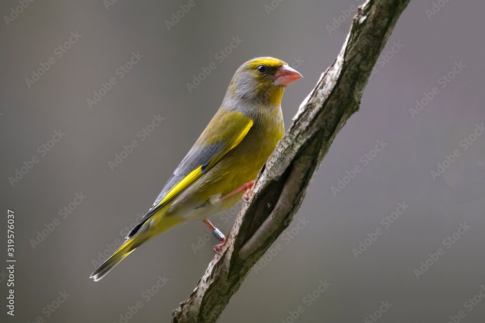 Greenfinch bird on a branch. Greenfinch bird on a branch.