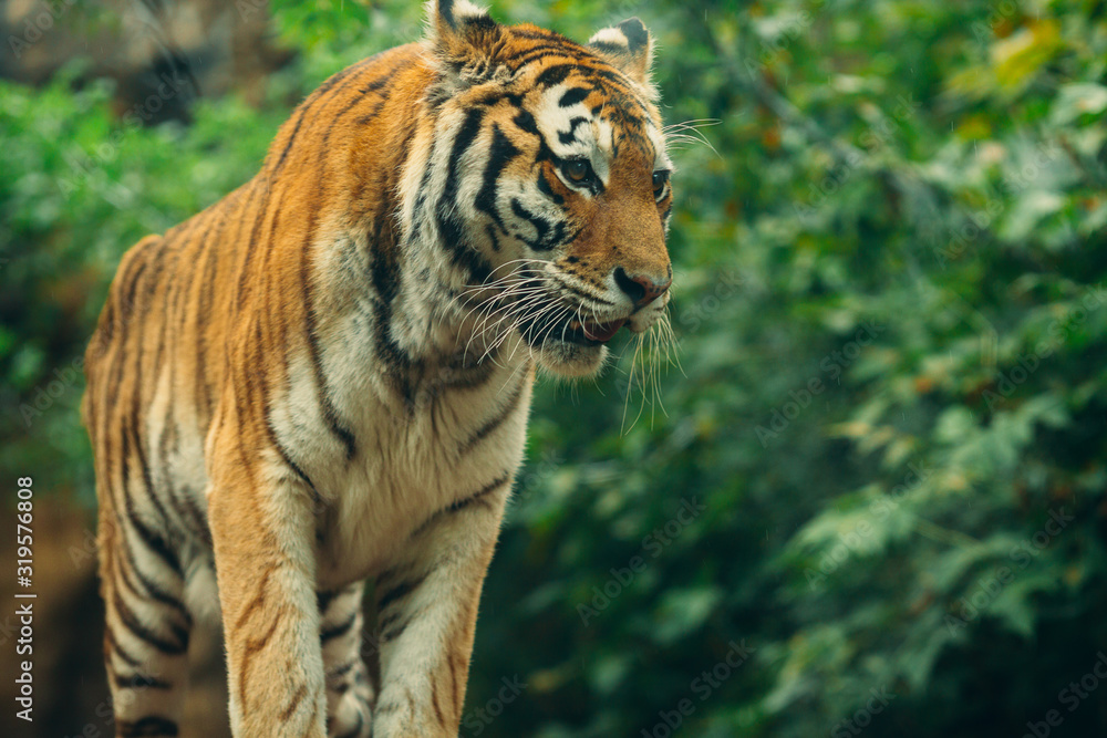 Tiger, Tiger lies on the background of green bushes Tiger, Tiger lies on the background of green bushes