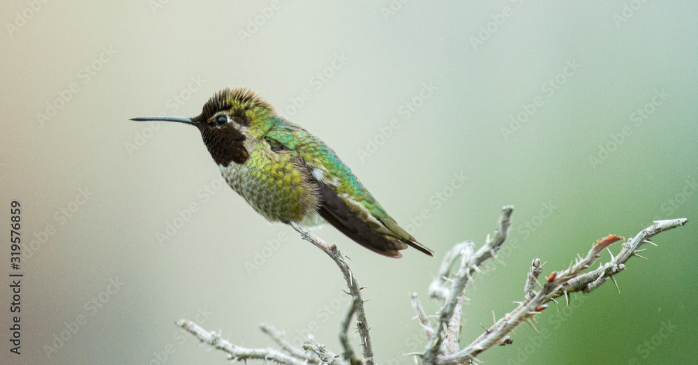 Fototapeta premium hummingbird