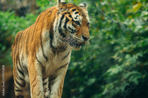 Tiger  Tiger lies on the background of green bushes