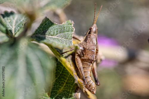 grasshopper on a leaf